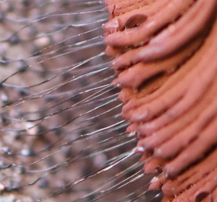 chocolate.tube.slime.mold.macro chocolate.tube.slime.mold.macro